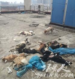陕西爆料西安事件视频最新,揭秘背后真相与争议